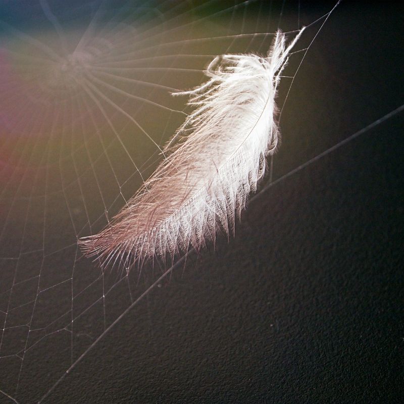image of a feather stuck in a spider's web